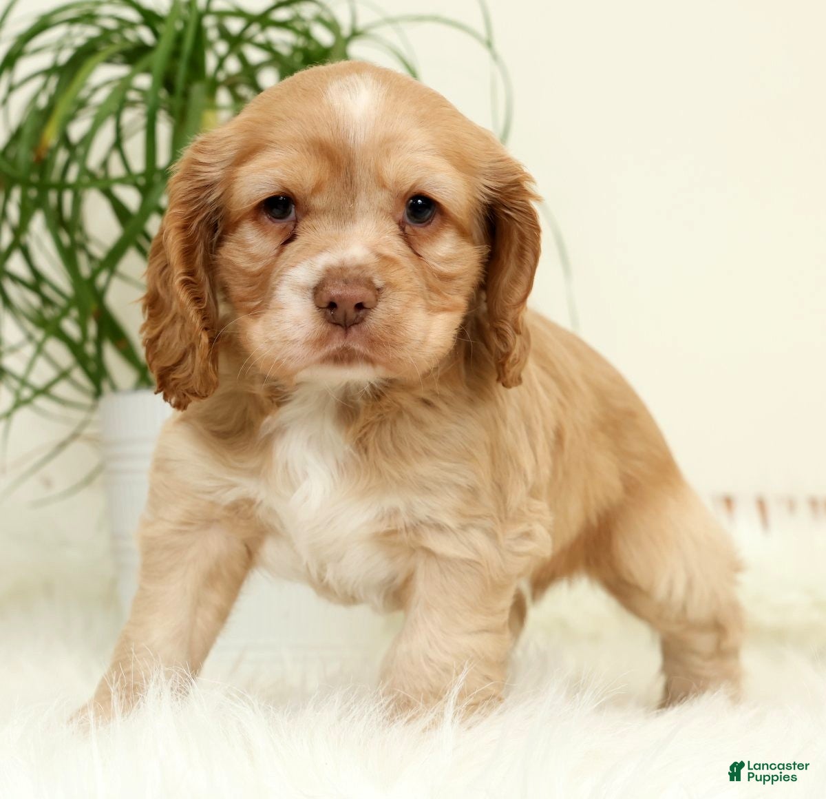 Cocker Spaniel dogs Thunder - Ad 1