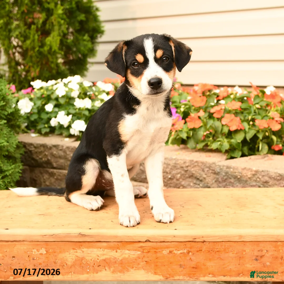 Teddy Roosevelt Terrier Puppies for sale | Lancaster Puppies