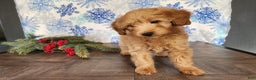 Mini Goldendoodle dogs for sale: Reno - Ad 2