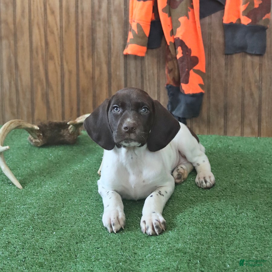 German Shorthaired Pointer dogs Tassle - Ad 1