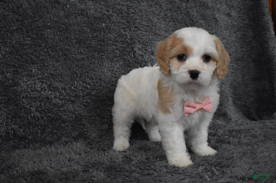 Cavachon dogs for sale: Callie  - Ad 3
