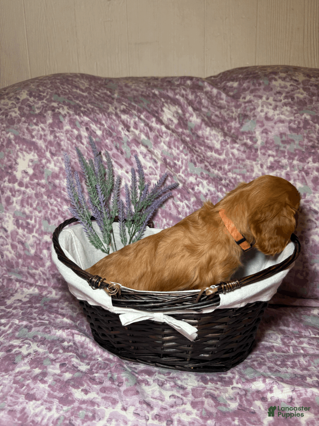 Cavalier King Charles Spaniel dogs for sale: Taffy - Ad 4