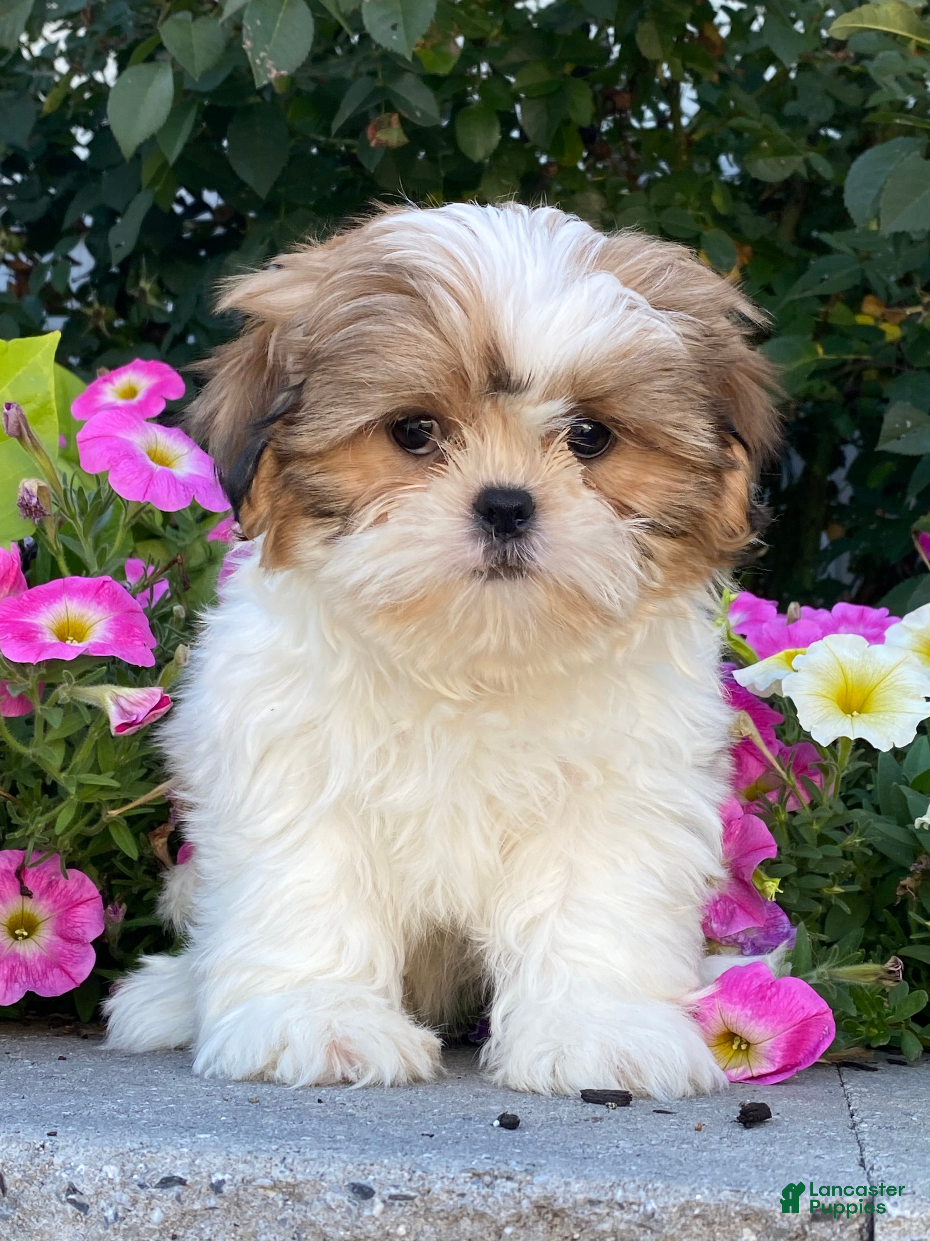 Shih Tzu dogs Steve - Ad 16