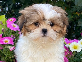 Shih Tzu dogs Steve - Ad 7