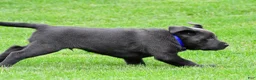 Labrador Retriever dogs for sale: Reno - Ad 12