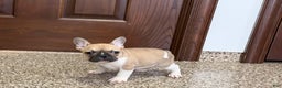 French Bulldog dogs for sale: French Bulldog Puppy 1 - Ad 8