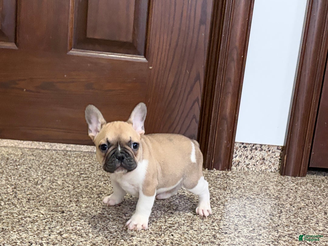 French Bulldog dogs for sale: French Bulldog Puppy 1 - Ad 8