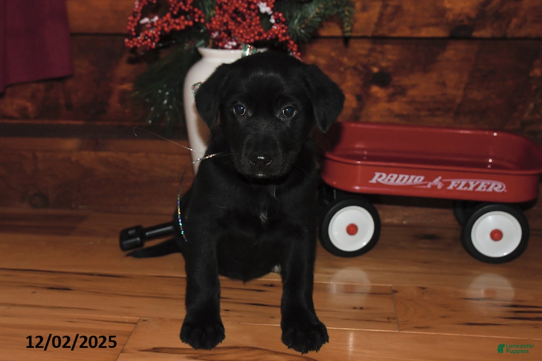 Mixed Breed dogs for sale: Carol  - Ad 2