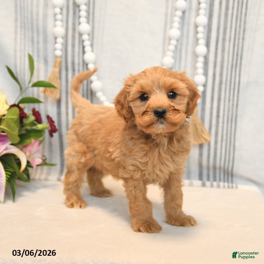 Cavapoo dogs Happy - Ad 2