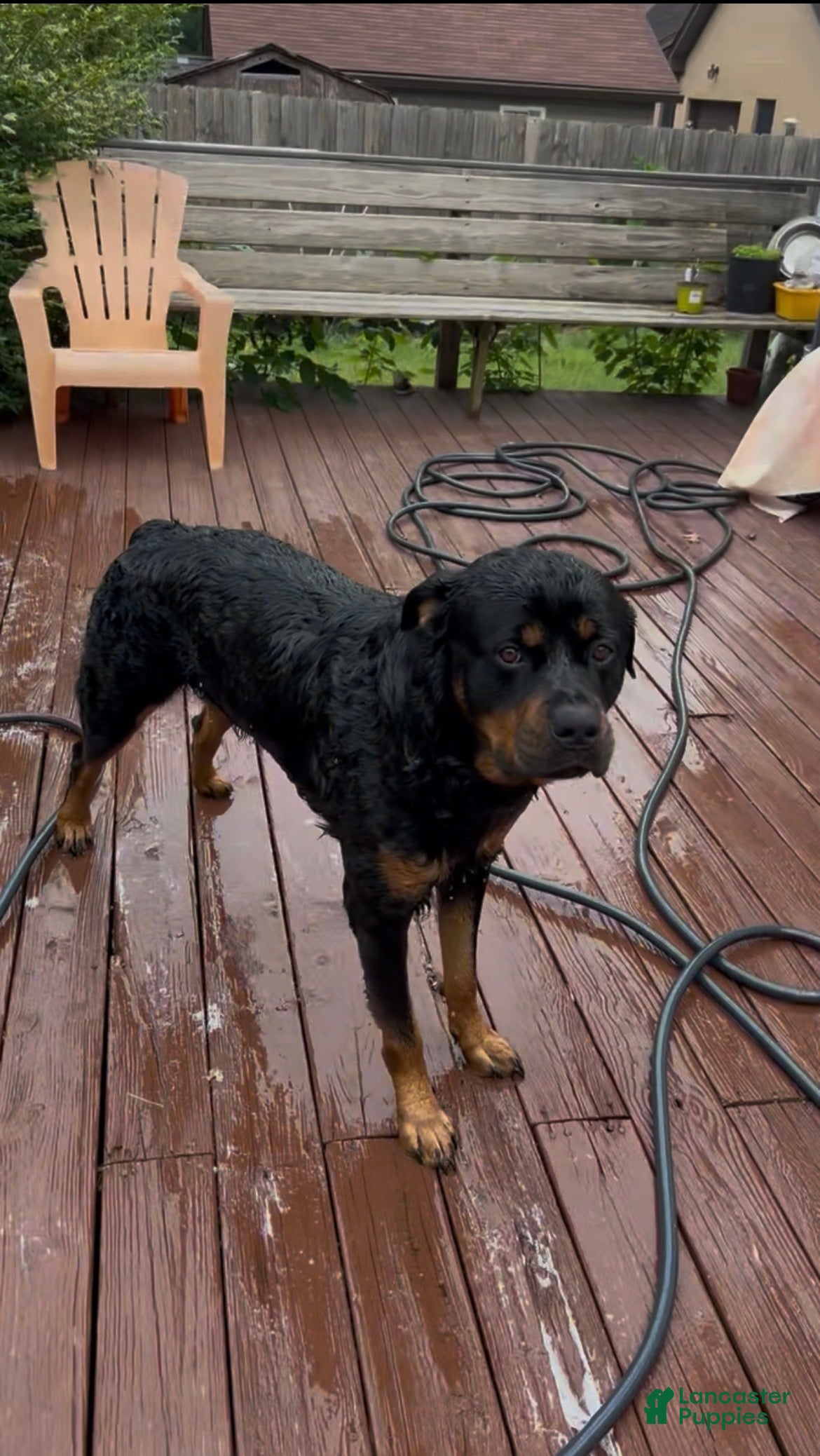 Rottweiler dogs Bones - Ad 2