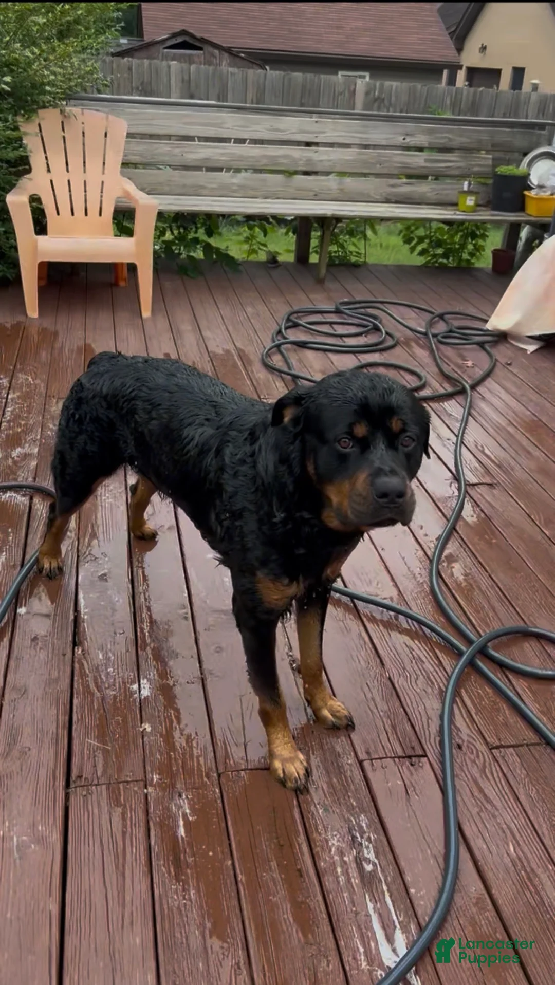 Rottweiler dogs for stud: Bones - Ad 2