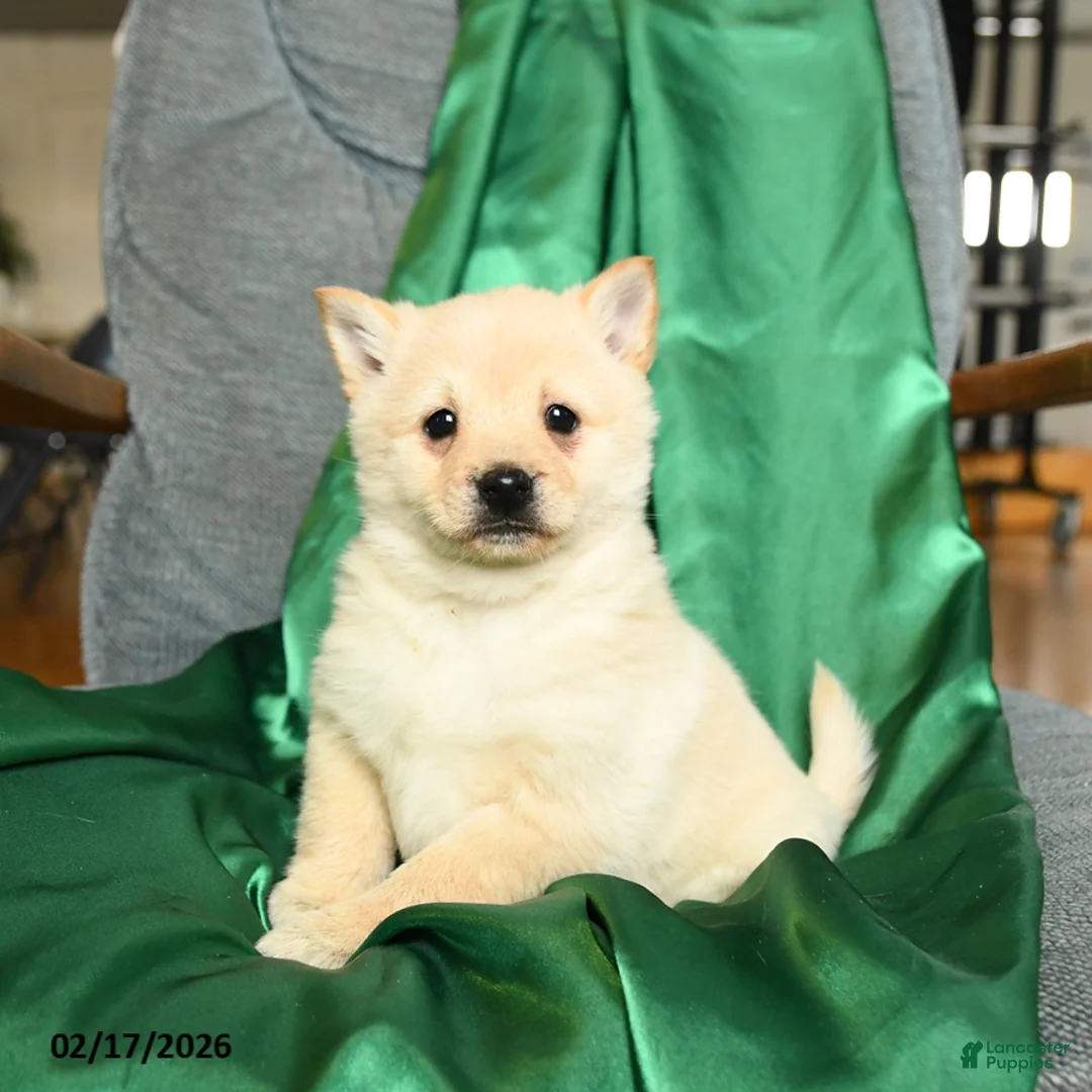 Schipperke dogs for sale: Fifi - Ad 3