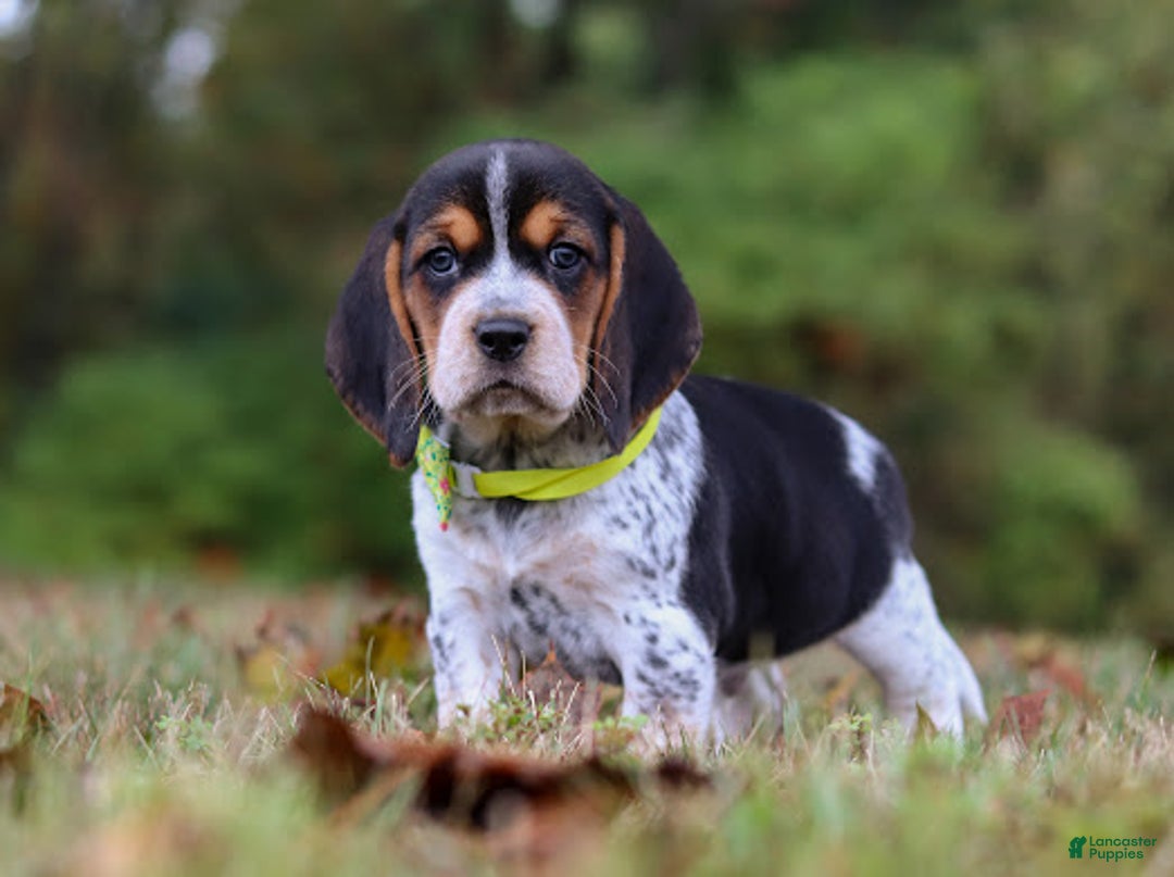 Blue Tick Hunting Beagle Puppies For Sale Jack Beagle Puppies For