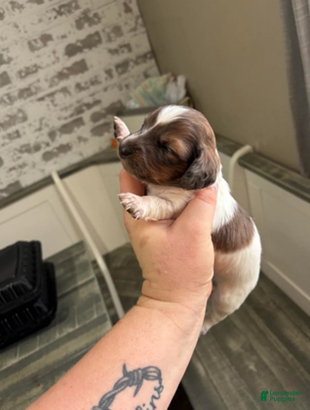 Dachshund dogs for sale: Shaded red dapple - Ad 3