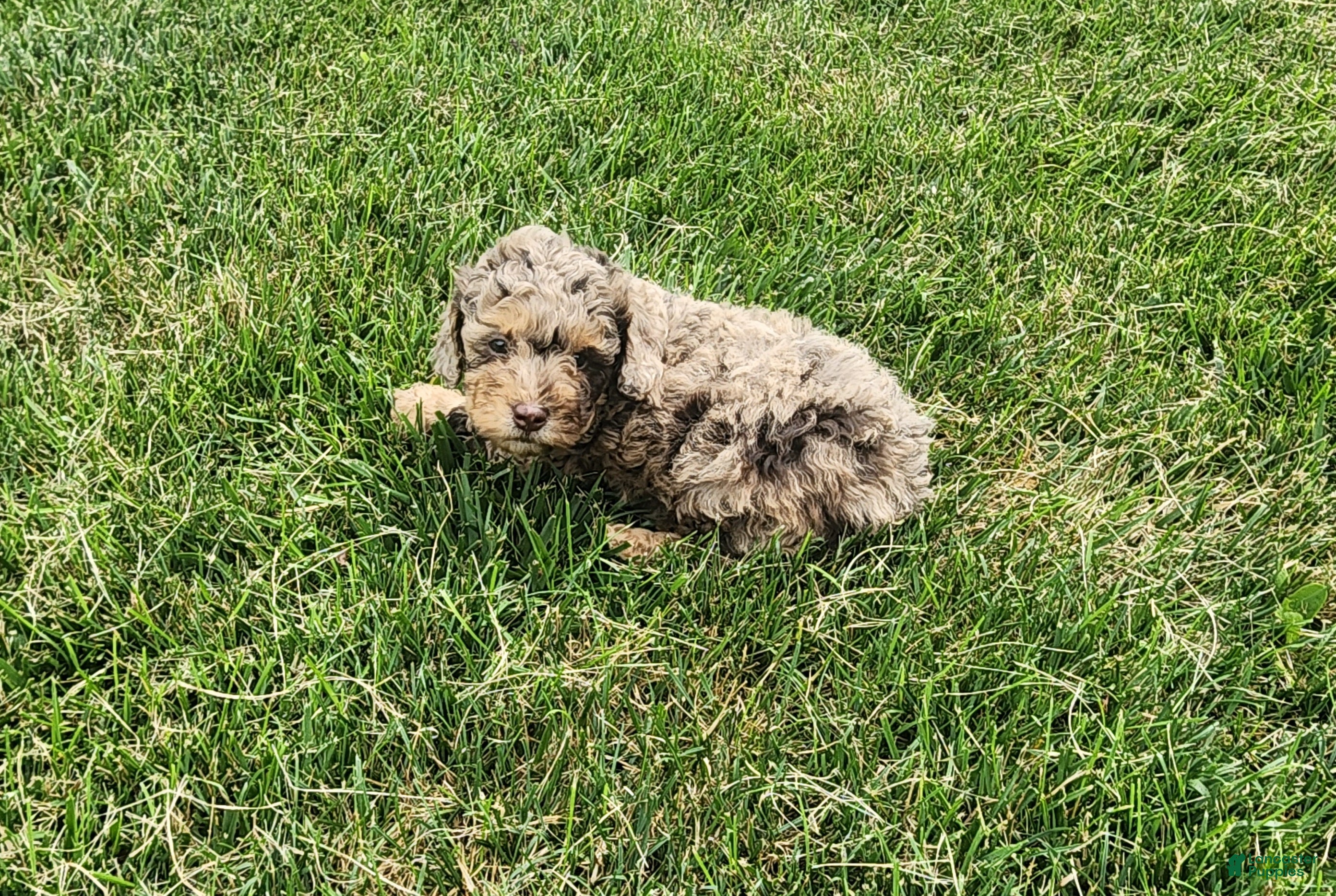 Mini Goldendoodle dogs Kody - Ad 14
