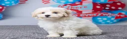 Maltipoo dogs for sale: Clay - Ad 2
