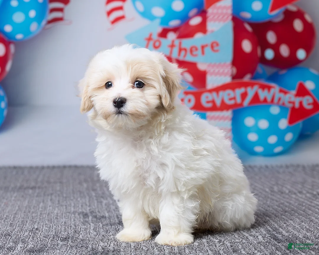 Maltipoo dogs for sale: Clay - Ad 2