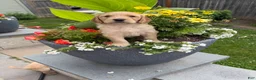 Goldendoodle dogs for sale: Goldendoodle 1 - Ad 5