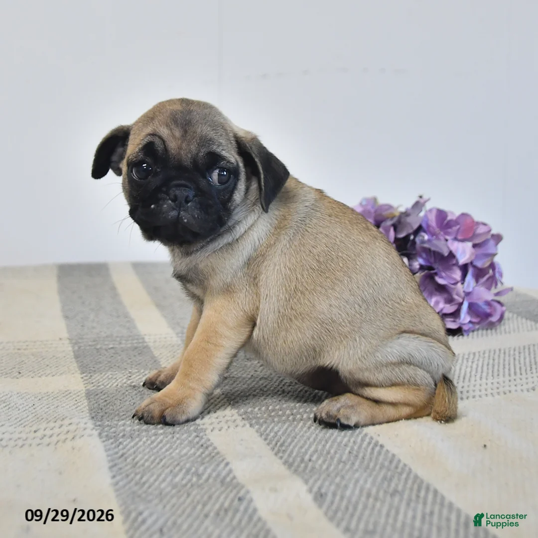 Pug dogs for sale: Livia - Ad 3
