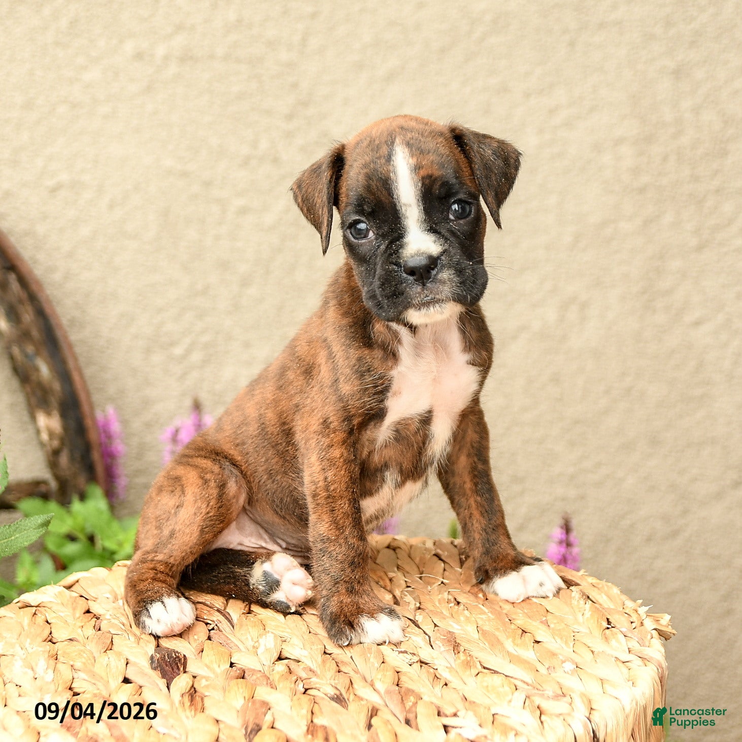 Boxer dogs Brooke - Ad 2