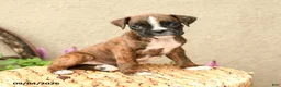 Boxer dogs for sale: Brooke - Ad 2