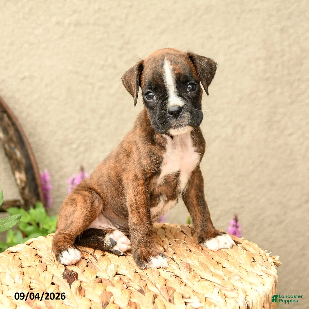 Boxer dogs for sale: Brooke - Ad 2