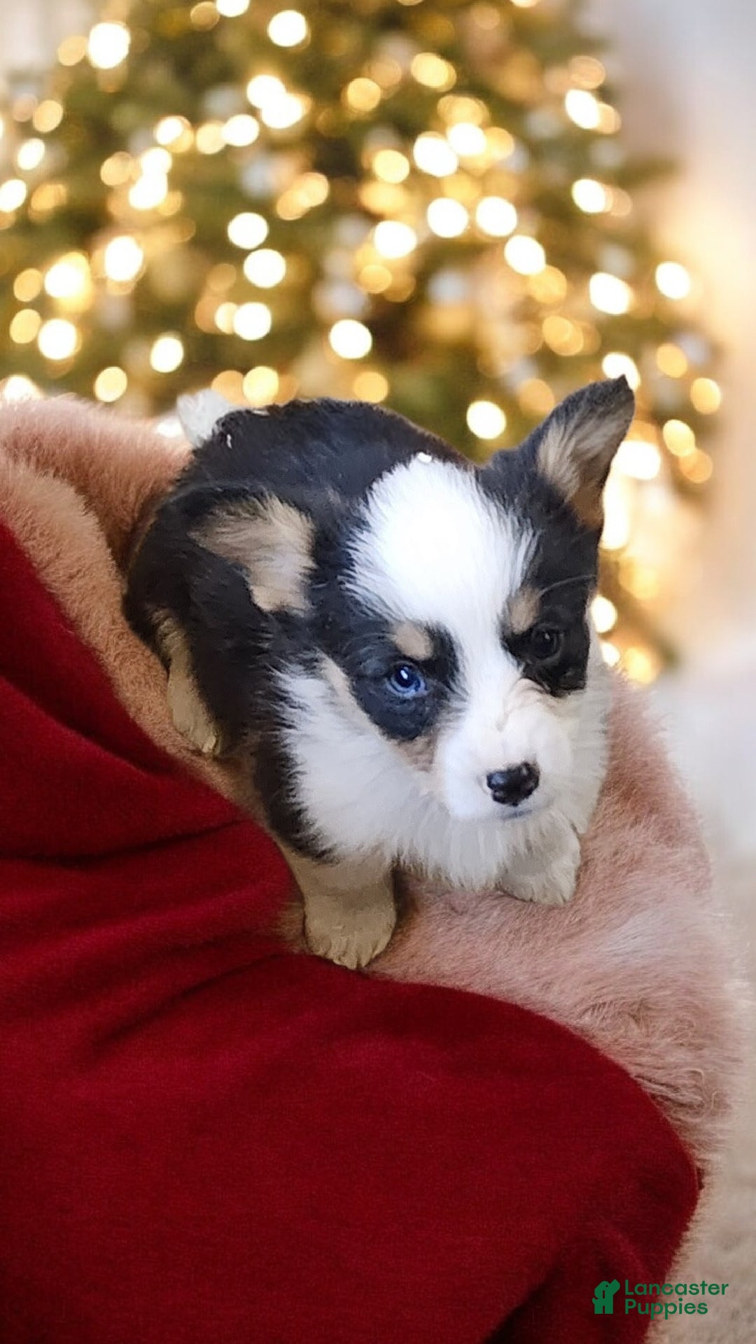 Welsh Corgi Pembroke dogs for sale: Bambi blue eye tri - Ad 2