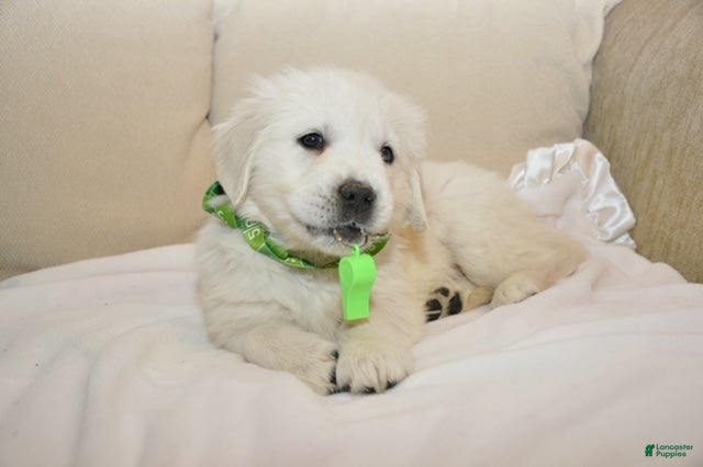 Golden Retriever dogs Ms. Whistler Me Kiss - Ad 1