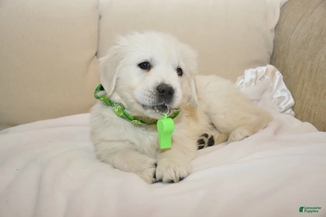 Golden Retriever dogs for sale: Ms. Whistler Me Kiss - Ad 1