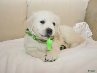 Golden Retriever dogs for sale: Ms. Whistler Me Kisses - Ad 4