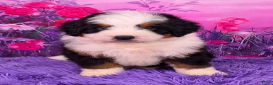 Orville