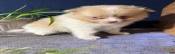 Pomeranian dogs for sale: Andy - Ad 10