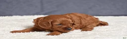 Cavapoo dogs for sale: Faith - Ad 11