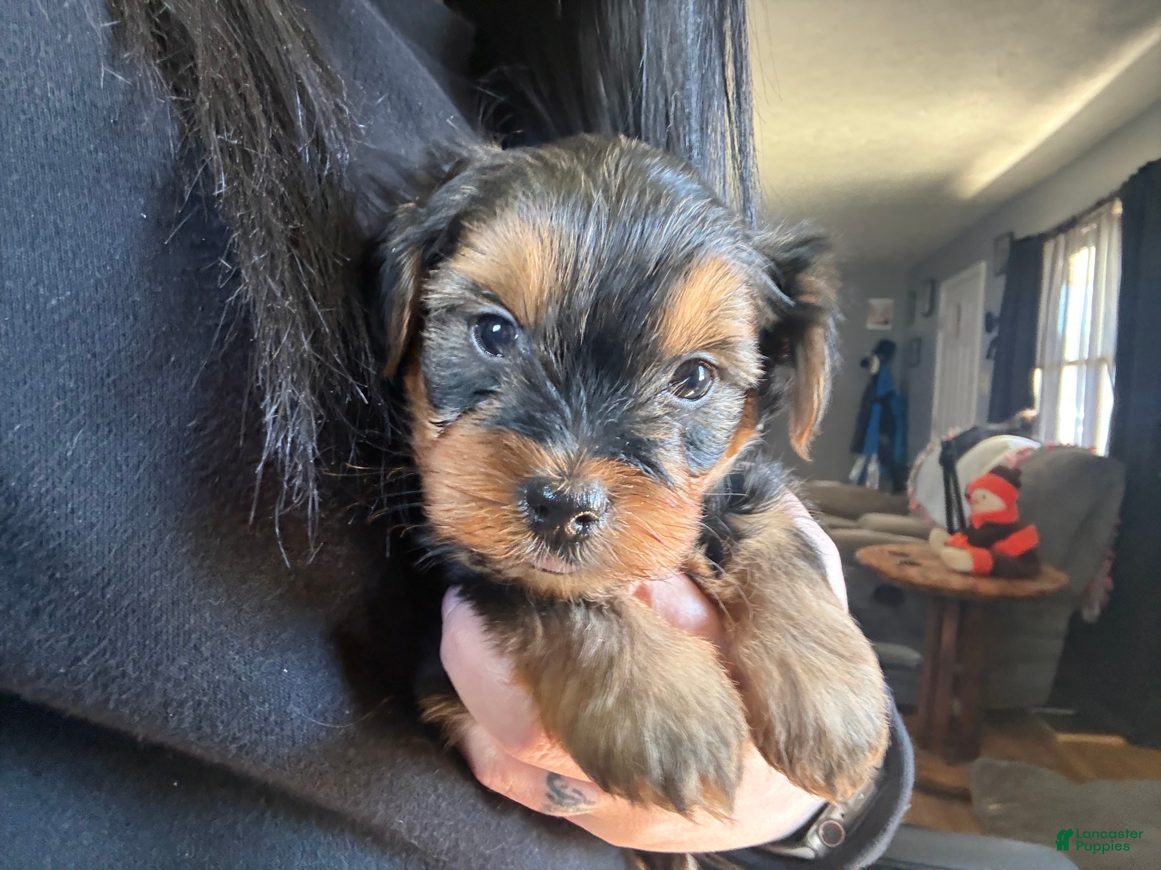 Yorkshire Terrier dogs Yorkshire Terrier Puppy 1 - Ad 41