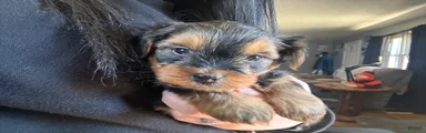 Yorkshire Terrier Puppy 1