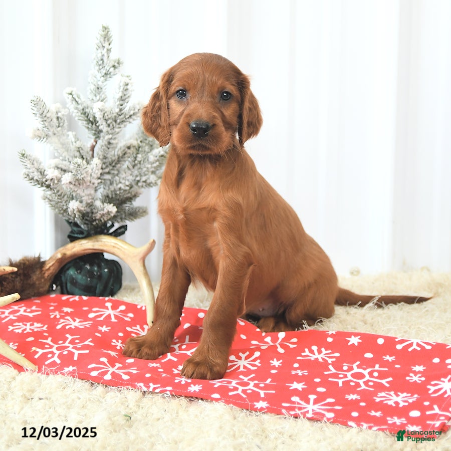 Irish Setter dogs Beauty - Ad 1