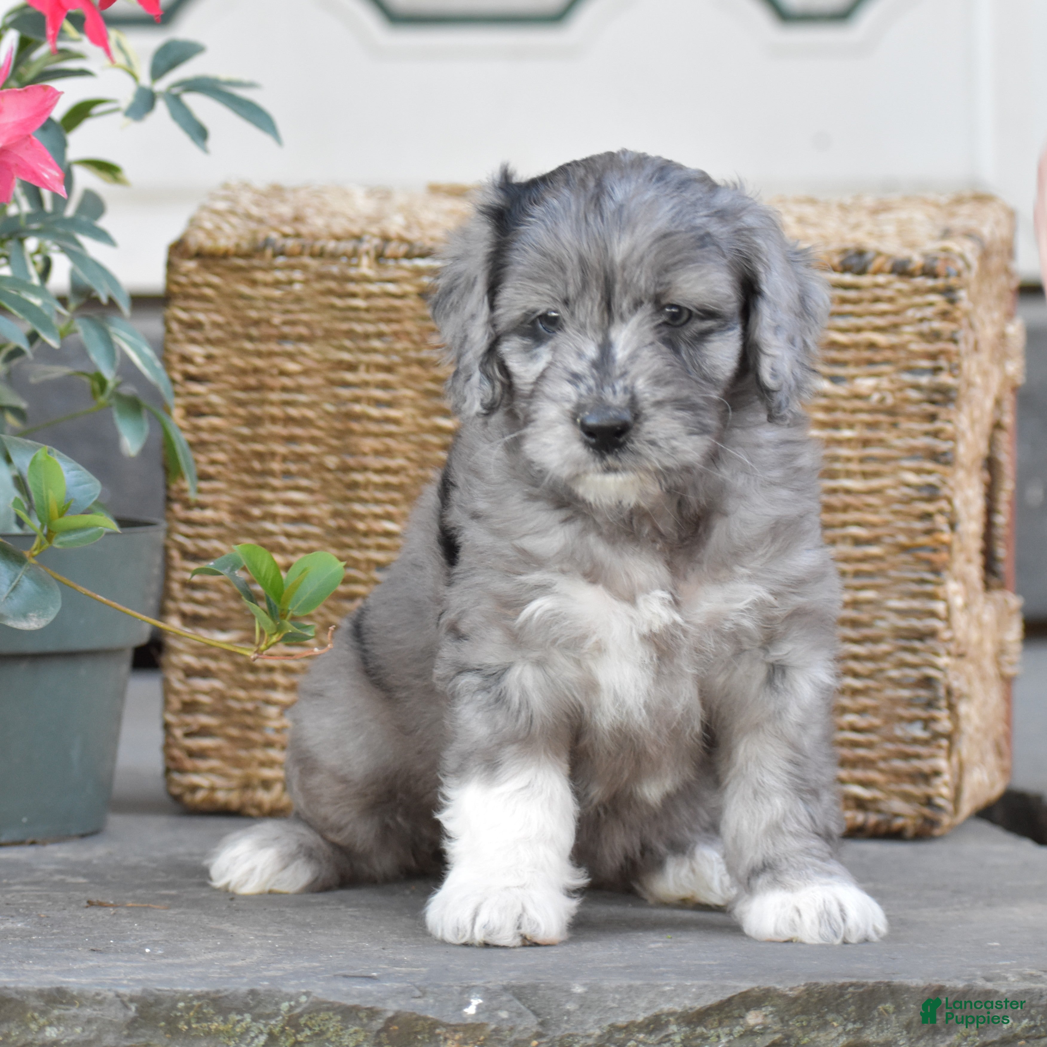 Mini Goldendoodle dogs Harmony - Ad 1