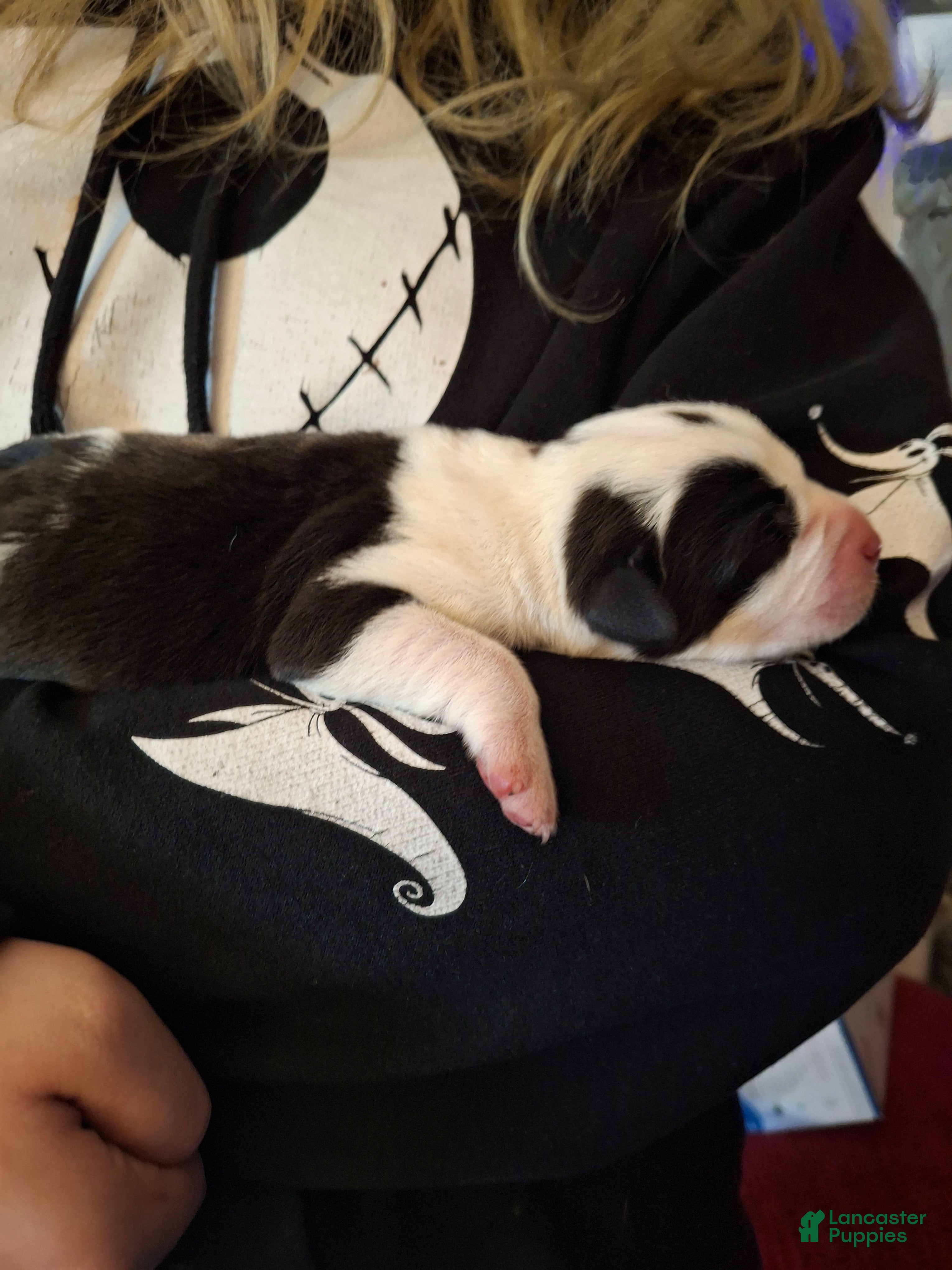 Mixed Breed dogs Mixed Breed Puppy 2 Mr Valentine  - Ad 15