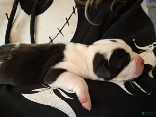 Mixed Breed dogs Mixed Breed Puppy 2 Mr Valentine - Ad 15