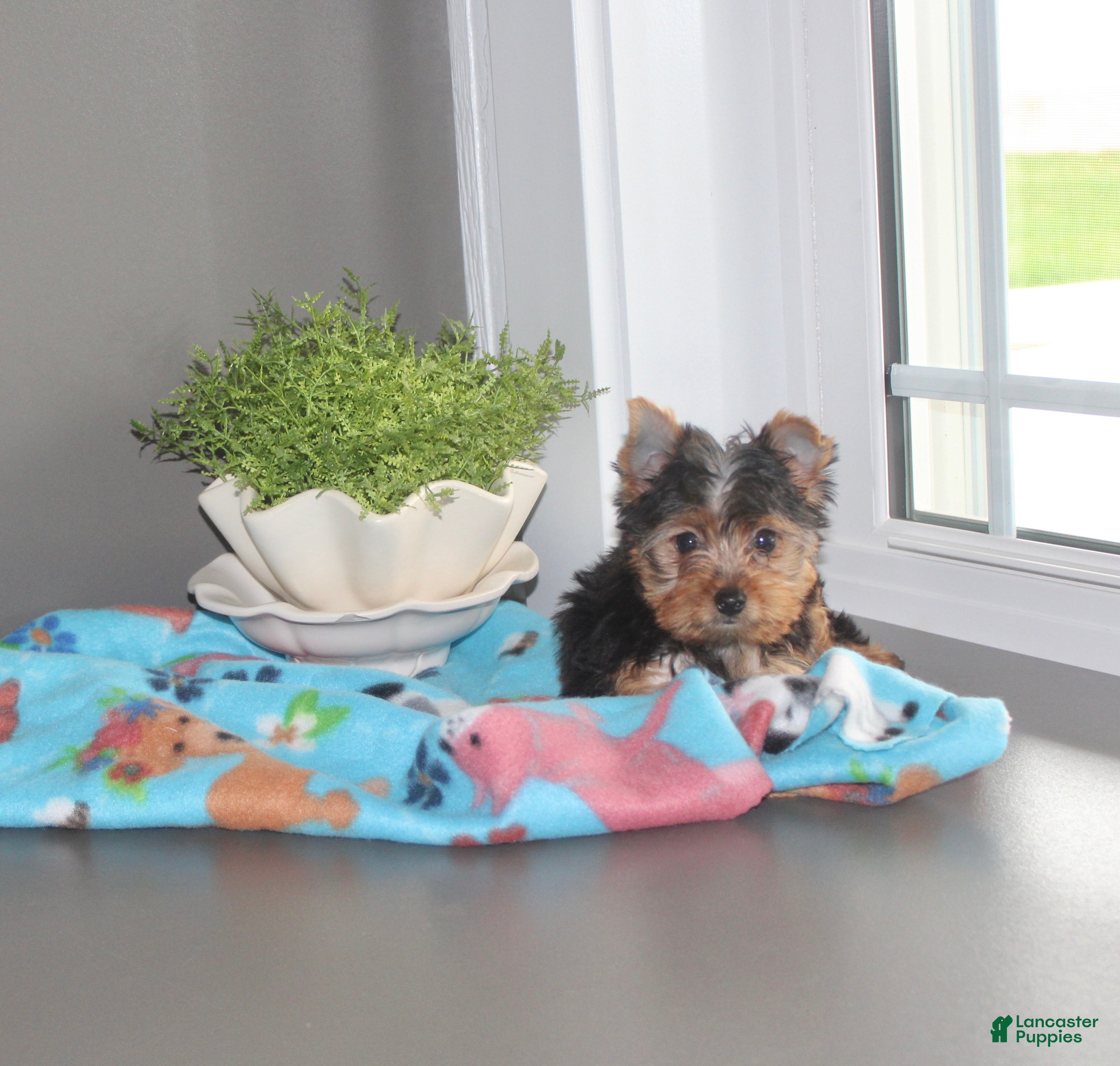 Yorkshire Terrier dogs Tinker - Ad 2