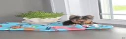 Yorkshire Terrier dogs for sale: Tinker - Ad 2
