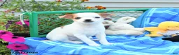Mixed Breed dogs for sale: Twilight - Ad 2