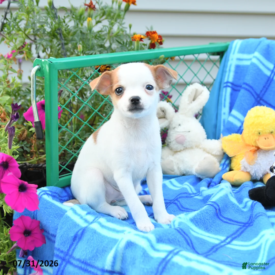 Mixed Breed dogs for sale: Twilight - Ad 2
