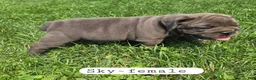 Olde English Bulldogge dogs for sale: Sky - Ad 4