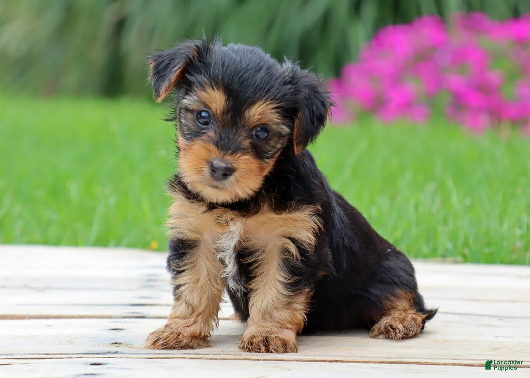 Yorkshire Terrier dogs for sale: Lulu - Ad 1