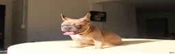 French Bulldog dogs for sale: Toro - Ad 5