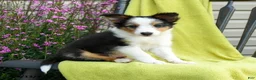 Shetland Sheepdog dogs for sale: Stevie - Ad 4