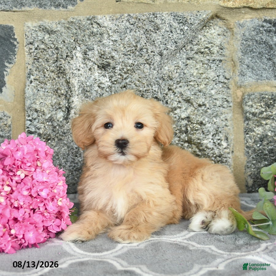 Maltipoo dogs Emma  - Ad 2