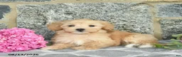 Maltipoo dogs for sale: Emma  - Ad 5