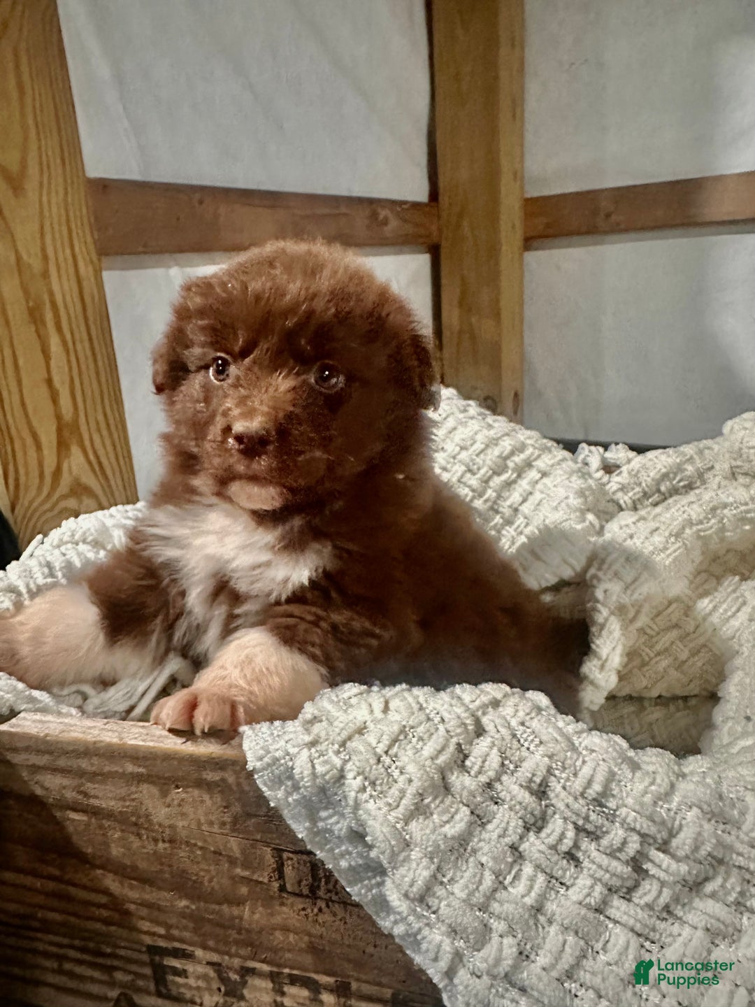 Aussiedoodle dogs for sale: Chunker - Ad 10